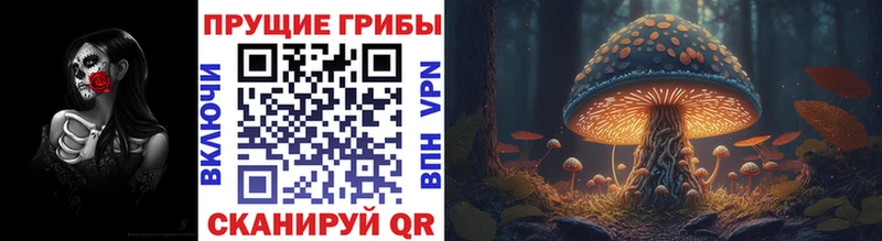Галлюциногенные грибы Psilocybine cubensis Козельск